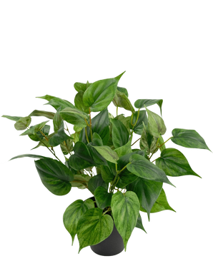 Una vivaz planta artificial filodendro en una maceta de 35 cm con hojas en forma de corazón se encuentra en una elegante maceta negra, sobre un fondo blanco liso.
