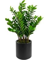 La planta artificial Zamioculcas ya preparada en una maceta negra de 120 cm tiene hojas verdes brillantes y se encuentra en una sencilla maceta redonda de color negro sobre un fondo blanco.