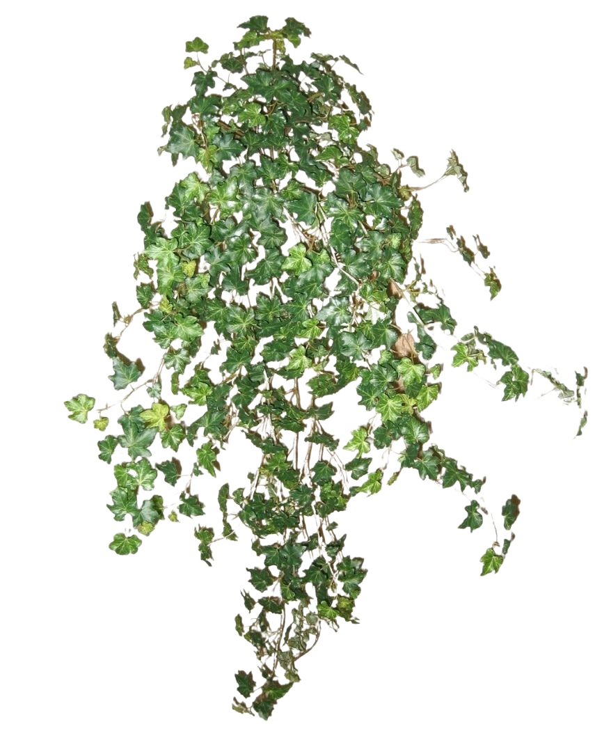 La Hiedra Artificial Deluxe Verde de 90 cm es un grupo de densas enredaderas de hiedra verde que corren hacia abajo y hacia afuera, aisladas sobre un fondo blanco liso.