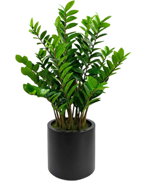 La planta artificial Zamioculcas ya preparada en una maceta negra de 120 cm tiene hojas verdes brillantes y se encuentra en una sencilla maceta redonda de color negro sobre un fondo blanco.