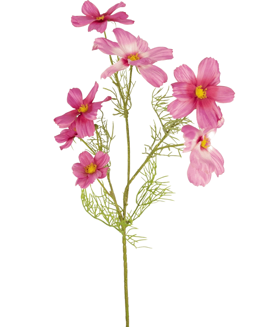 Una sola Flor Artificial Cosmos de 74 cm fucsia con hojas delicadas y plumosas y múltiples flores fucsia con centros amarillos se muestra sobre un fondo blanco liso.