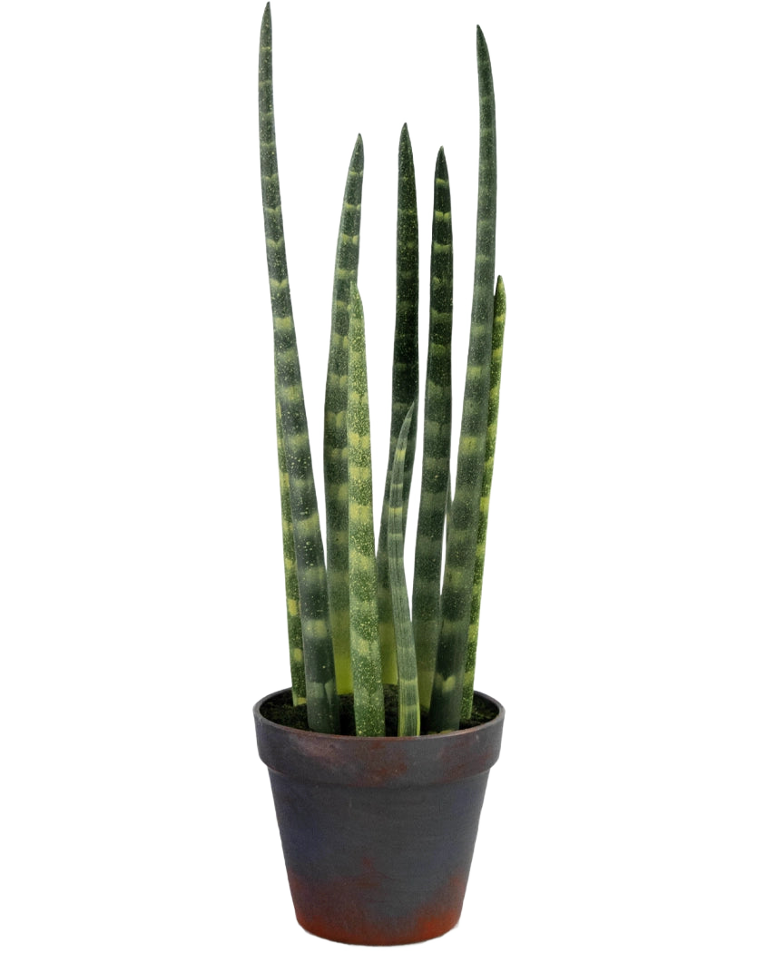 La Sansevieria Cylindrica artificial de 43 cm es una planta serpiente en maceta con hojas altas y verticales de color verde y sutiles rayas horizontales, sobre un fondo blanco liso.