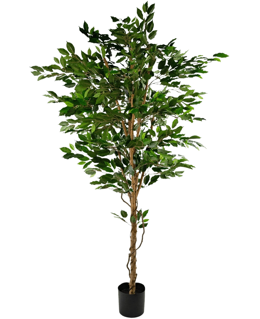 La Planta Artificial Ficus Verde 210 cm es un árbol artificial alto con hojas verdes y varios troncos esbeltos de color marrón, en una maceta compacta de color negro sobre un fondo liso blanco.