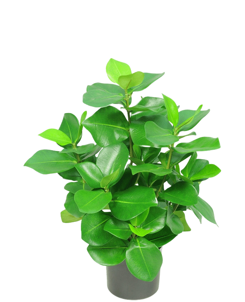 La Planta Artificial Clusia 45 cm tiene hojas verdes gruesas, brillantes y de forma ovalada sobre un fondo blanco liso.