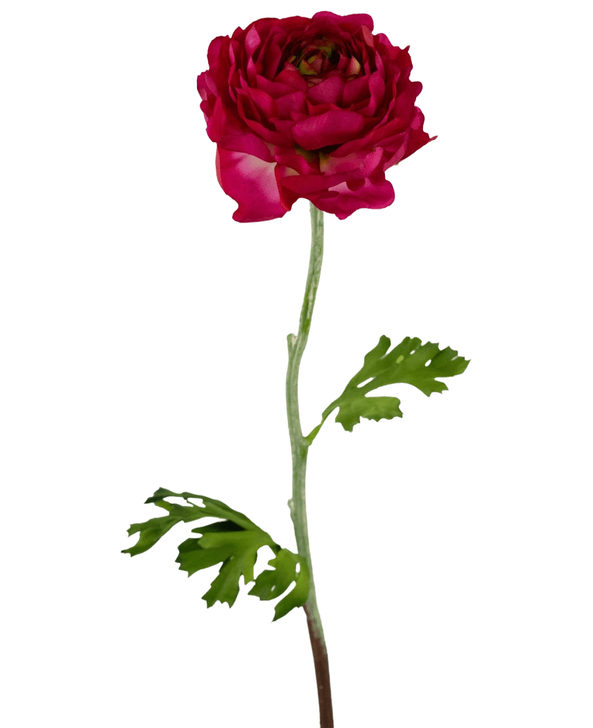 La Flor Artificial Ranúnculo 51 cm rosa oscuro es un ranúnculo artificial de color rosa oscuro con pétalos en capas, un largo tallo verde y hojas verdes profundamente lobuladas, aislado sobre un fondo blanco.
