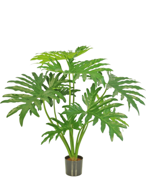 La Planta Artificial Filodendro 80 cm es una planta artificial con grandes hojas verdes divididas en una pequeña maceta negra, representada sobre un fondo blanco liso.