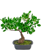 La Planta Artificial Bonsái Ficus 30 cm tiene un tronco pequeño y curvado y hojas densas de color verde brillante, en una maceta negra poco profunda con musgo. Es perfecto para cualquier habitación y destaca maravillosamente sobre un fondo blanco liso.