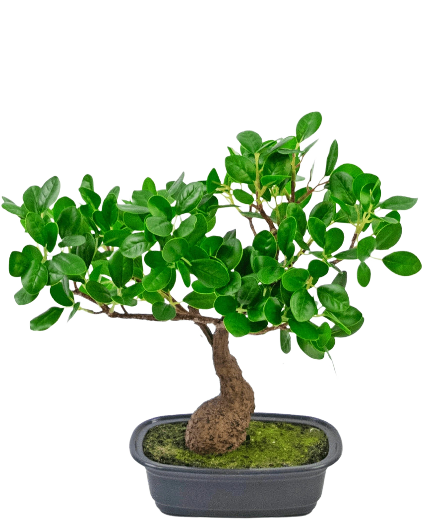 La Planta Artificial Bonsái Ficus 30 cm tiene un tronco pequeño y curvado y hojas densas de color verde brillante, en una maceta negra poco profunda con musgo. Es perfecto para cualquier habitación y destaca maravillosamente sobre un fondo blanco liso.