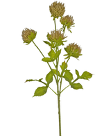 El cardo floral artificial de 66 cm marrón tiene un tallo verde con varias hojas ramificadas y seis finas cabezas florales de color marrón sobre un fondo blanco liso.