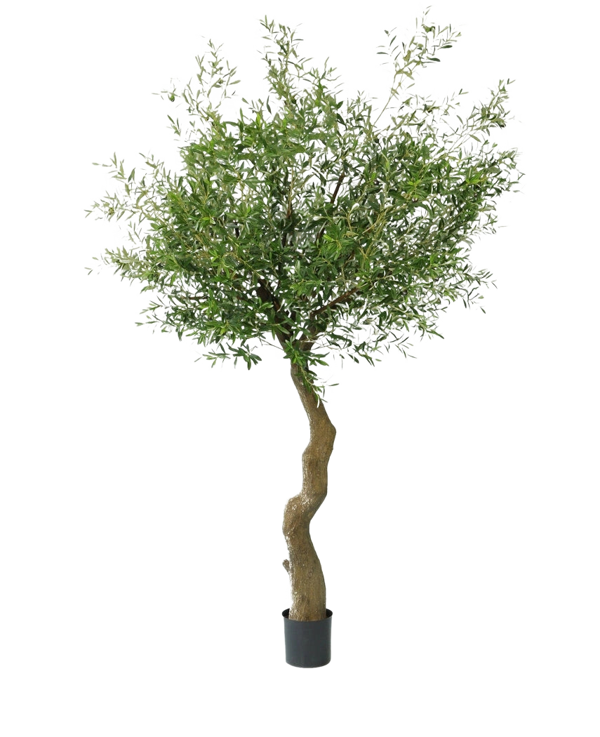 El Olivo Artificial de 270 cm sin olivos se alza en elegantes macetas decorativas, con un tronco retorcido y un denso follaje verde, sobre un fondo liso blanco.