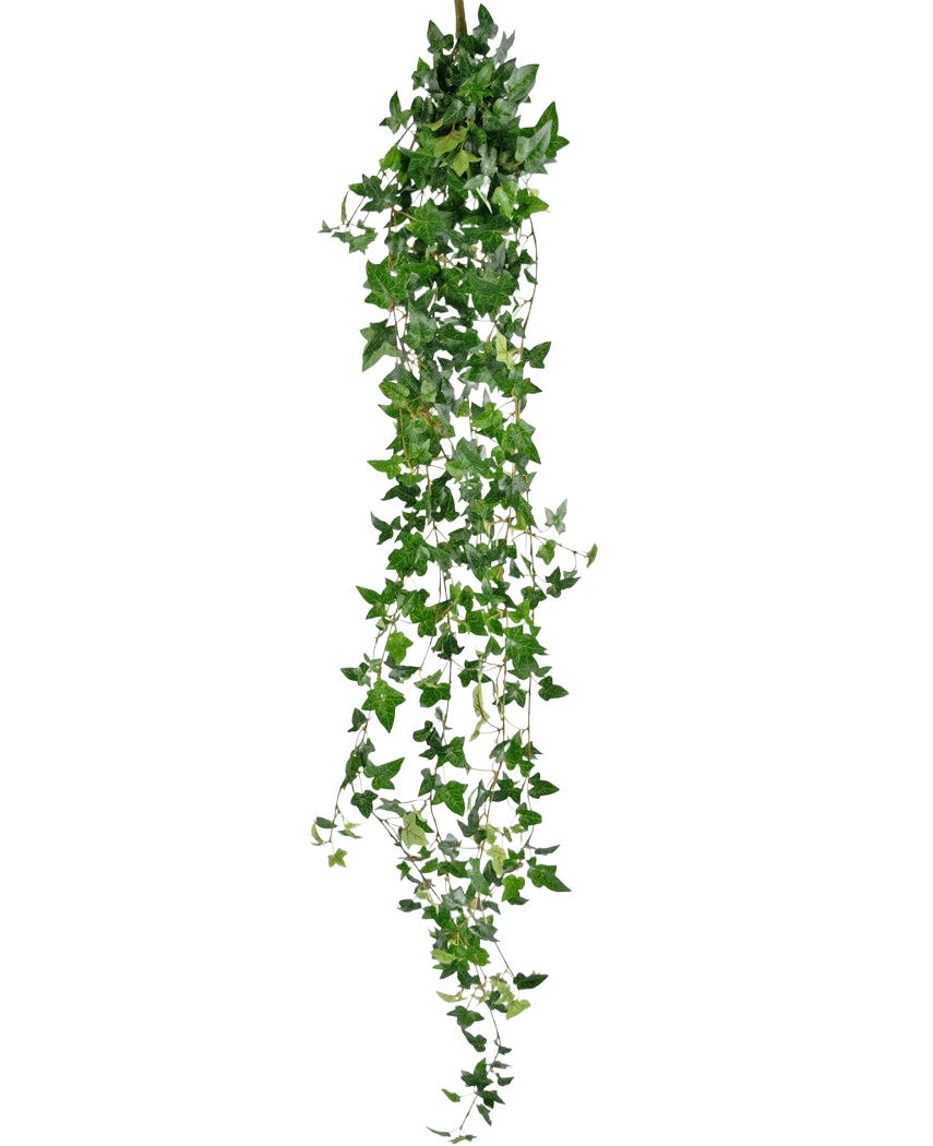 La planta colgante artificial Ivy Boston 180 cm verde tiene largos tallos verdes colgantes con hojas puntiagudas que caen sobre un fondo blanco liso.