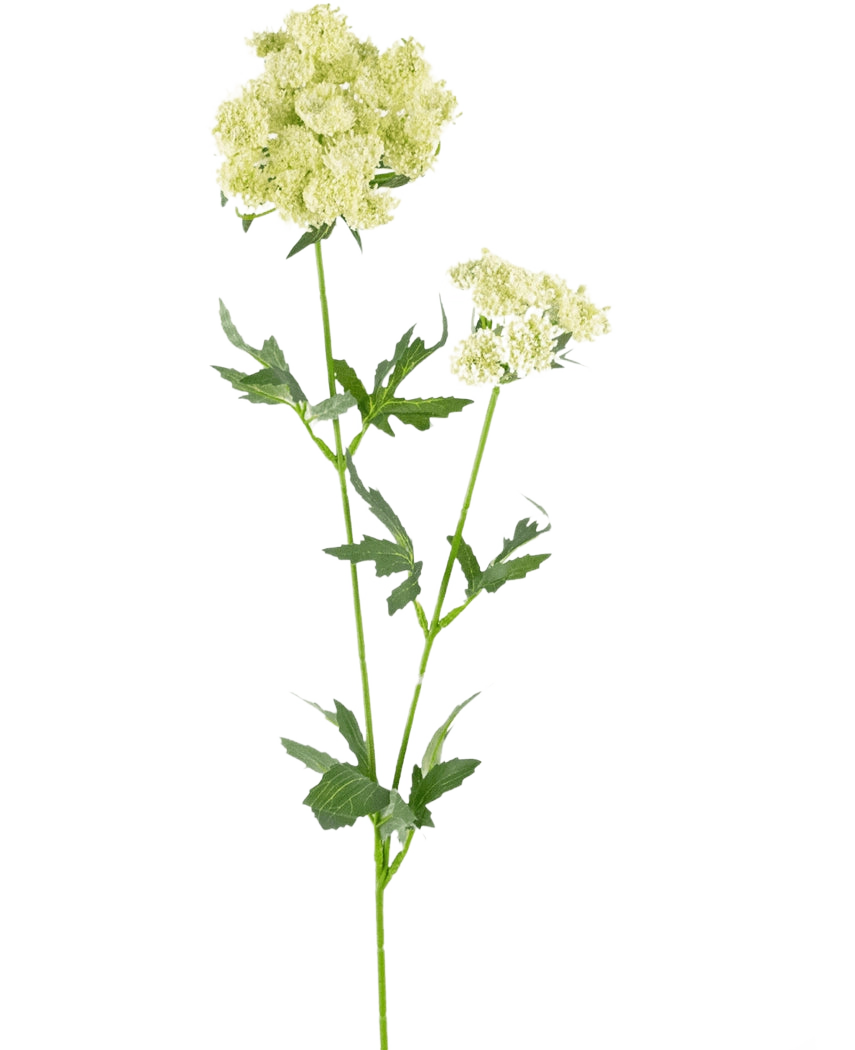 La flor artificial de encaje de 76 cm blanca es un único tallo artificial con racimos de pequeñas flores de color blanco verdoso claro y hojas verdes dentadas y profundamente lobuladas, sobre un fondo blanco liso.