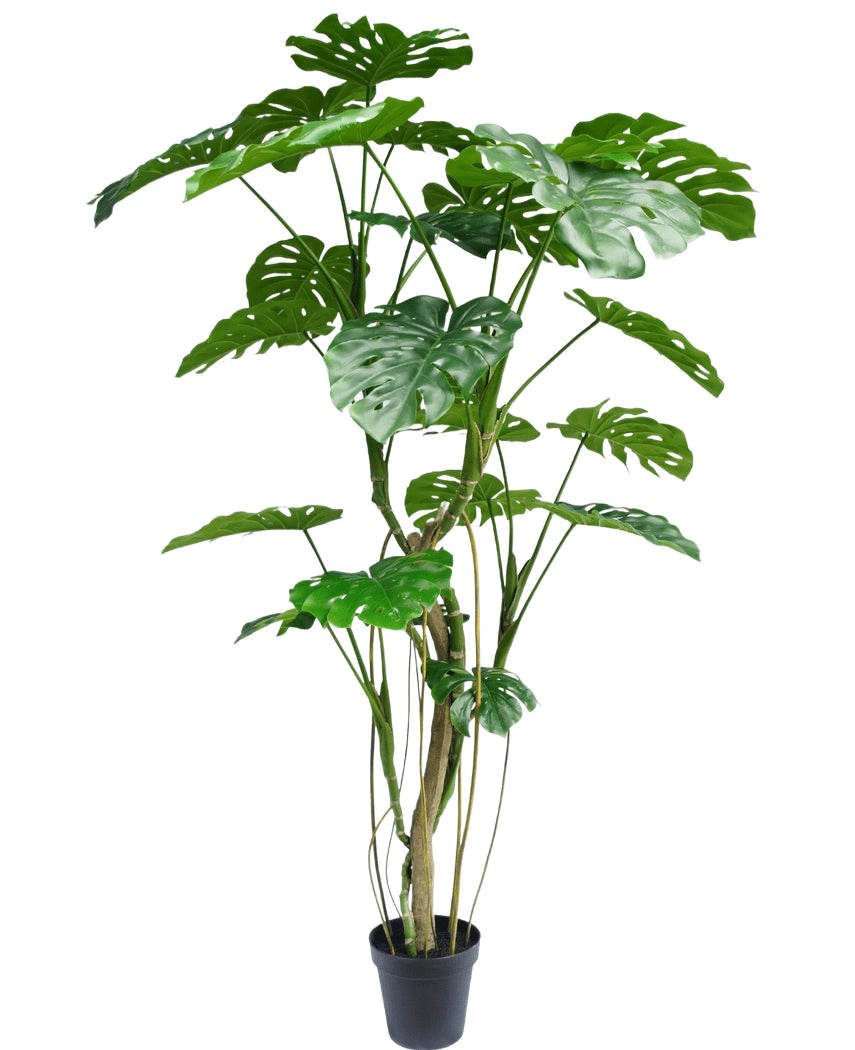 La Planta Artificial Monstera 210 cm es una planta de maceta alta con varios tallos largos y hojas verdes grandes, brillantes y divididas que se asemejan a una monstera real. Se muestra aquí sobre un fondo blanco liso.