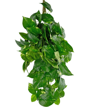 La planta colgante artificial Golden Vine Deluxe de 80 cm tiene hojas de color verde vibrante en forma de corazón que caen para formar una imagen exuberante sobre un fondo blanco liso.