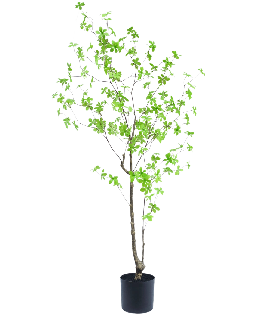 La Planta Artificial Enkianthus 150 cm es una planta de maceta alta con ramas delgadas y hojas pequeñas de color verde brillante sobre un fondo blanco liso.