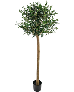El olivo artificial UV 150 cm de Easyplants tiene un tronco esbelto, hojas verdes y se encuentra en una maceta negra sobre un fondo blanco. Esta planta artificial resistente a los rayos UV es perfecta para cualquier espacio.