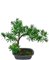 La Planta Artificial Bonsái Podocarpus 40 cm presenta un denso follaje verde en una maceta gris rectangular poco profunda con musgo, perfecta para agregar un estilo natural a cualquier espacio.