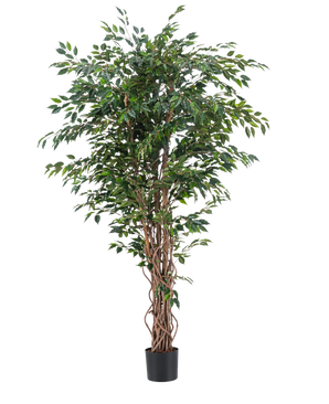 La Planta Artificial Ficus Liana 180 cm tiene troncos esbeltos y retorcidos de color marrón y abundantes hojas verdes en una maceta negra, sobre un fondo blanco liso. Ideal para agregar vegetación exuberante y elegante a su interior con esta planta artificial realista.