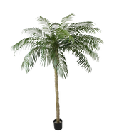 La Palmera Artificial Phoenix De Luxe 250 cm tiene un tronco estructurado y hojas verdes largas y curvas en una pequeña maceta negra, sobre un fondo blanco liso.