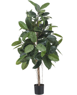 La planta de caucho artificial de 150 cm tiene hojas anchas y brillantes de color verde oscuro y se coloca en una pequeña maceta negra sobre un fondo blanco.