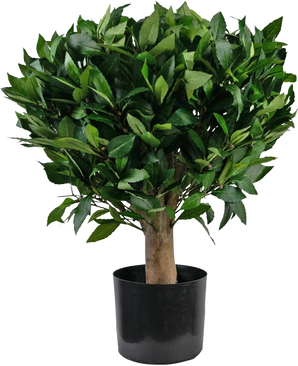 La planta Laurel Artificial UV d65 cm es un pequeño árbol artificial con un tronco grueso y hojas densas y de color verde brillante en una maceta de plástico negro sobre un fondo blanco liso.