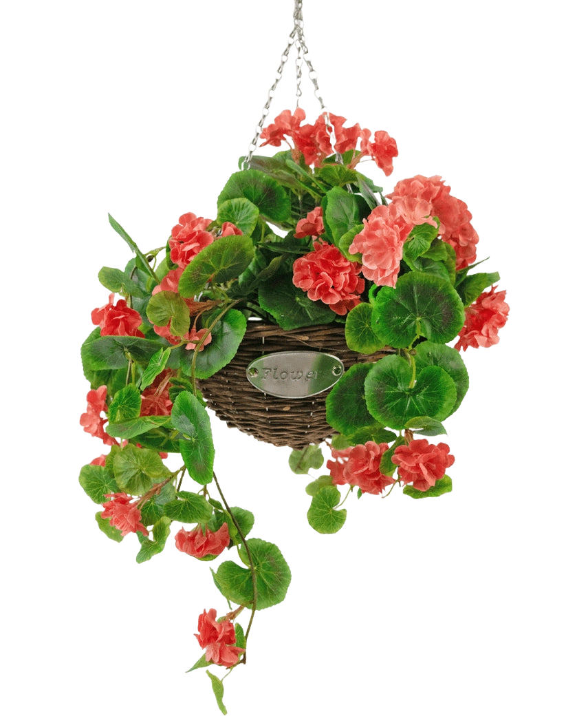 La Begonia Artificial Rosa en Cesta UV 70 cm es una cesta de mimbre colgante con exuberantes hojas verdes y vibrantes flores de begonia rosa coral, suspendidas de una cadena plateada sobre un fondo blanco.