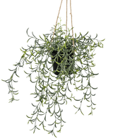 La planta colgante artificial Senecio con maceta de 35 cm tiene largos tallos verdes colgantes con hojas suculentas en forma de plátano en una maceta negra, colgados de una cuerda marrón sobre un fondo blanco.