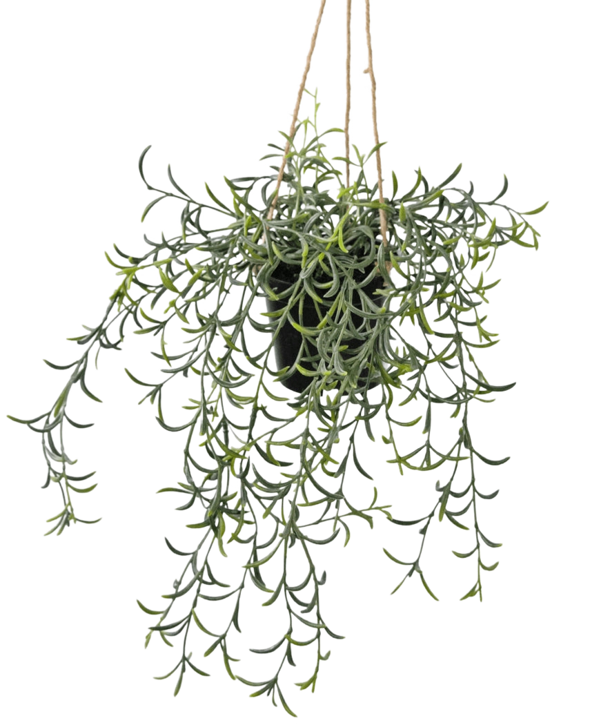 La planta colgante artificial Senecio con maceta de 35 cm tiene largos tallos verdes colgantes con hojas suculentas en forma de plátano en una maceta negra, colgados de una cuerda marrón sobre un fondo blanco.