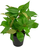 La planta artificial "House Wanderer" en maceta de 25 cm tiene hojas verdes vibrantes en una sencilla maceta negra, sobre un fondo blanco liso.
