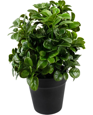 La Petunia Artificial de 24 cm tiene hojas densas, redondas y de color verde brillante sobre tallos cortos, dispuestas en una sencilla maceta negra y sobre un fondo blanco liso.