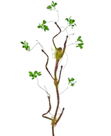 La rama artificial Enkianthus 100 cm verde, una esbelta enredadera artificial con pequeñas hojas verdes y toques de musgo, se alza sobre un fondo blanco liso.