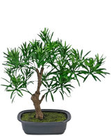 La Planta Artificial Bonsái Podocarpus 30 cm tiene un pequeño bonsái en maceta con un tronco grueso de color marrón y hojas densas y estrechas de color verde en una maceta gris rectangular llena de tierra de musgo.