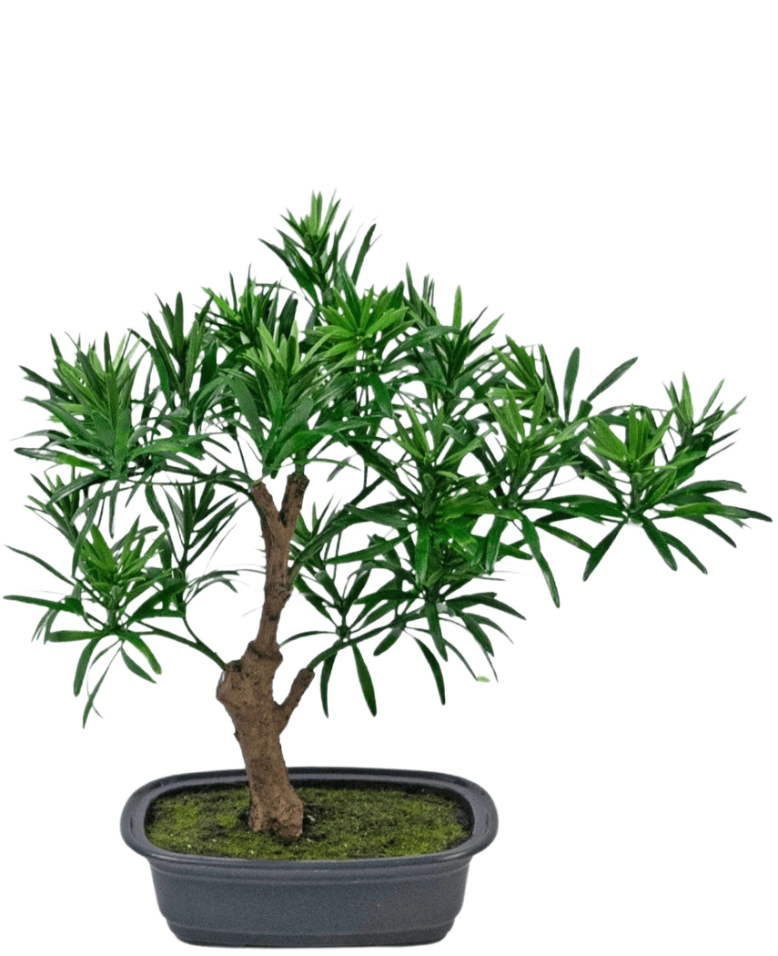La Planta Artificial Bonsái Podocarpus 30 cm tiene un pequeño bonsái en maceta con un tronco grueso de color marrón y hojas densas y estrechas de color verde en una maceta gris rectangular llena de tierra de musgo.
