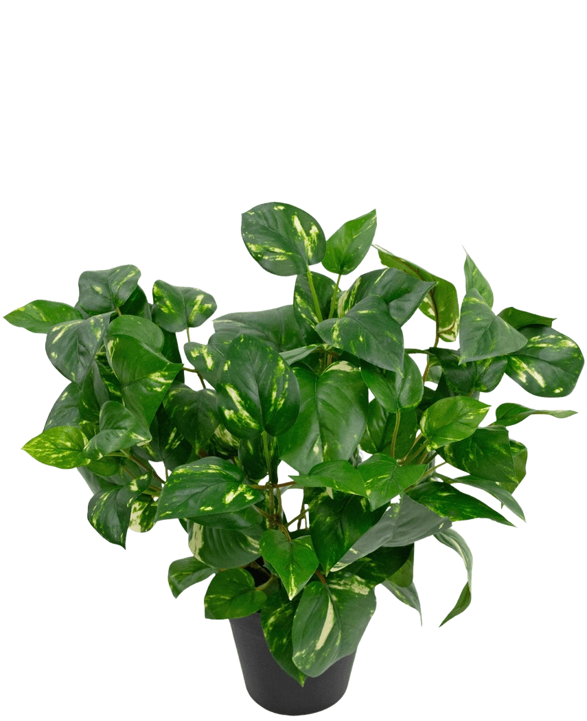 La Planta Artificial Vid Dorada en Maceta de 40 cm tiene exuberantes hojas verdes en forma de corazón con tonos amarillos sobre un fondo blanco liso.