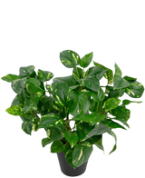 La Planta Artificial Vid Dorada en Maceta de 40 cm tiene exuberantes hojas verdes en forma de corazón con tonos amarillos sobre un fondo blanco liso.