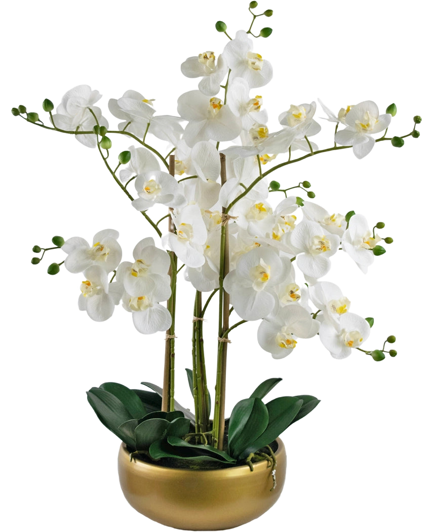 La Orquídea Artificial Real Touch 50 cm blanca tiene orquídeas blancas realistas con corazones amarillos y capullos verdes, todas ellas dispuestas con hojas verdes en una elegante maceta dorada.