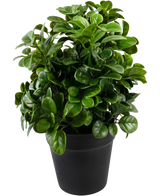 La Petunia Artificial de 24 cm tiene hojas densas, redondas y de color verde brillante sobre tallos cortos, dispuestas en una sencilla maceta negra y sobre un fondo blanco liso.