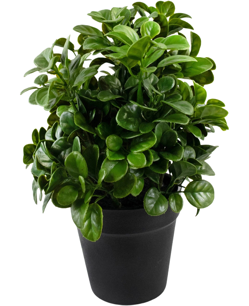 La Petunia Artificial de 24 cm tiene hojas densas, redondas y de color verde brillante sobre tallos cortos, dispuestas en una sencilla maceta negra y sobre un fondo blanco liso.