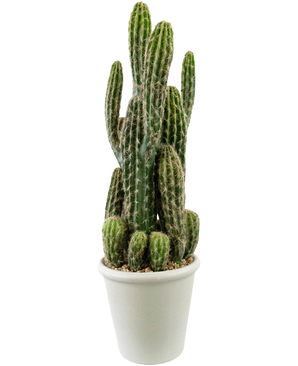 El cactus artificial de 62 cm tiene tallos altos, verdes, verticales y con espinas y se presenta en una maceta blanca llena de guijarros, sobre un fondo blanco liso.