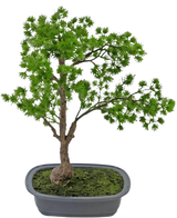 La planta artificial Bonsái Enebro de 40 cm tiene un tronco esbelto y hojas verdes exuberantes y se encuentra en una maceta gris rectangular poco profunda con musgo. El fondo es completamente blanco.