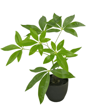 La Pachira Artificial 30 cm es un árbol del dinero artificial en una maceta con múltiples troncos y hojas de color verde brillante en una maceta negra, sobre un fondo blanco liso.