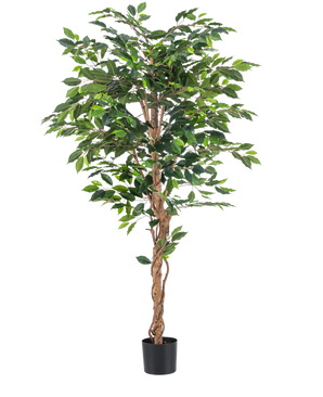 La planta artificial Ficus Green de 180 cm tiene exuberantes hojas verdes y un tallo marrón retorcido en una sencilla maceta negra sobre un fondo blanco, ideal para combinar con elegantes macetas decorativas.