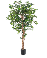 La planta artificial Ficus Green de 180 cm tiene exuberantes hojas verdes y un tallo marrón retorcido en una sencilla maceta negra sobre un fondo blanco, ideal para combinar con elegantes macetas decorativas.