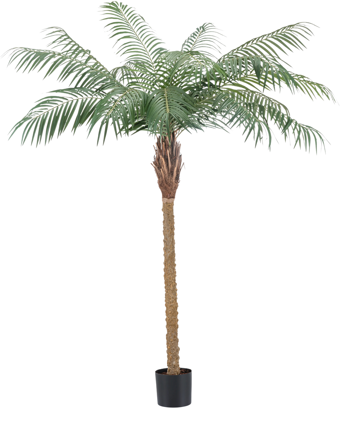 La Planta Artificial Phoenix Palm De Luxe 180 cm tiene hojas de color verde claro y un tronco marrón texturizado en una pequeña maceta negra y aporta un ambiente tropical a cualquier habitación.