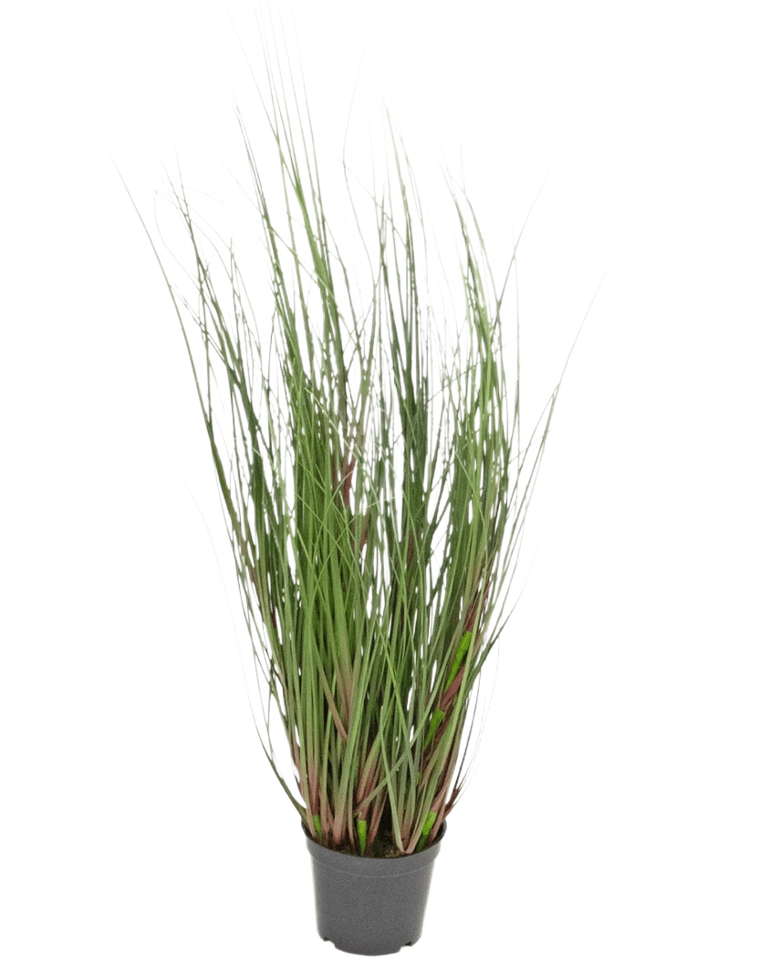 La Planta Césped Artificial Cebolla 60 cm ignífuga es una hierba ornamental en maceta de largas y finas briznas verdes y algunos tallos rojizos, sobre un fondo liso y blanco.