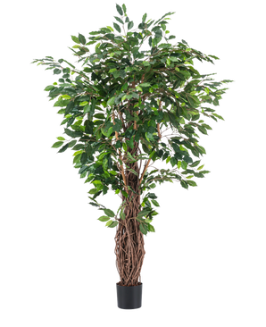 La planta artificial Ficus Tropical Liana de 180 cm tiene densas hojas verdes y múltiples tallos marrones entrelazados en una pequeña maceta negra, lo que la convierte en un acento llamativo para cualquier habitación sobre un fondo blanco liso.