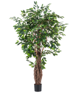 La planta artificial Ficus Tropical Liana de 180 cm tiene densas hojas verdes y múltiples tallos marrones entrelazados en una pequeña maceta negra, lo que la convierte en un acento llamativo para cualquier habitación sobre un fondo blanco liso.