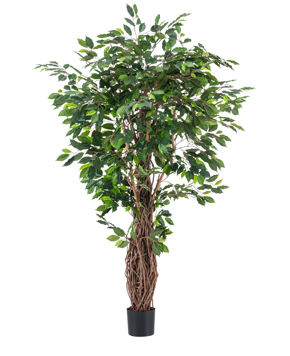 La planta artificial Ficus Tropical Liana de 180 cm tiene densas hojas verdes y múltiples tallos marrones entrelazados en una pequeña maceta negra, lo que la convierte en un acento llamativo para cualquier habitación sobre un fondo blanco liso.