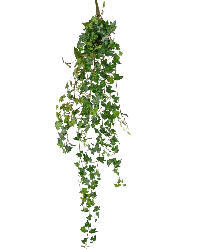 La planta colgante artificial Ivy deluxe 120 cm verde tiene largos zarcillos verdes con hojas en forma de corazón, perfectos para añadir un toque de belleza natural sobre un fondo blanco liso.