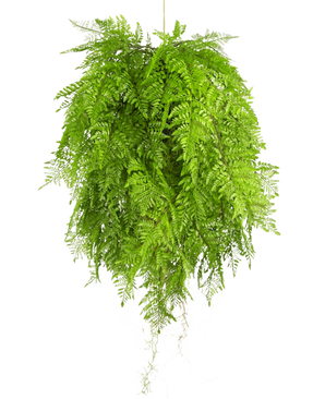 La planta colgante artificial Helecho con raíces d80 cm con sistema de suspensión tiene hojas largas y elegantes y es perfecta para una decoración interior elegante sobre un fondo blanco.